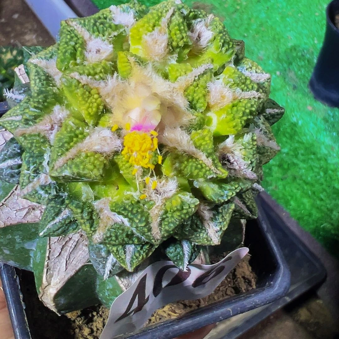 无花朵福利颗粒黑牡丹锦406