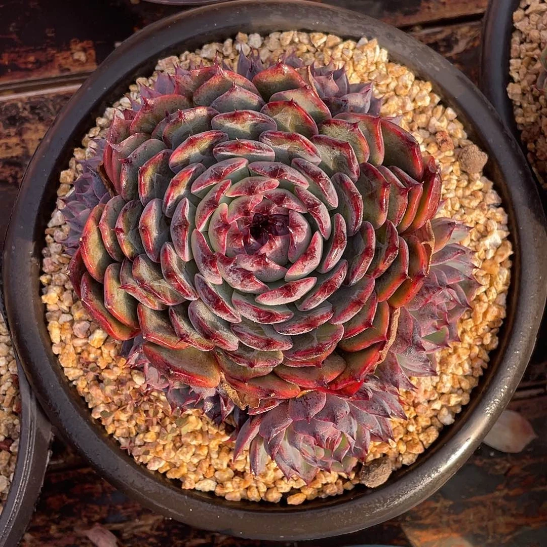 多肉植物一物一拍