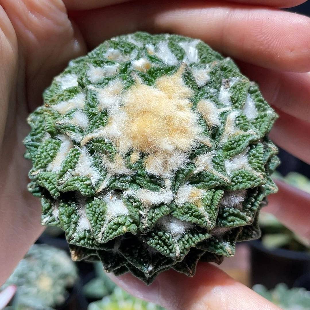 9号7cm自根馒头颗粒大尤黑牡丹
