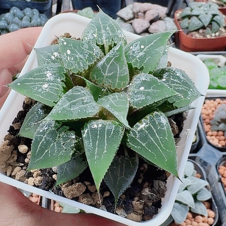 三***猫十二卷 夕烧 福利