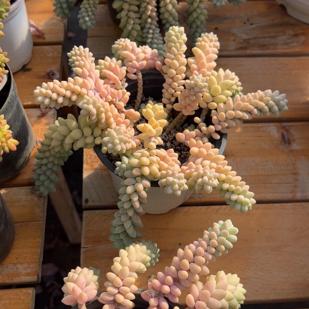 多肉植物彩虹玉坠