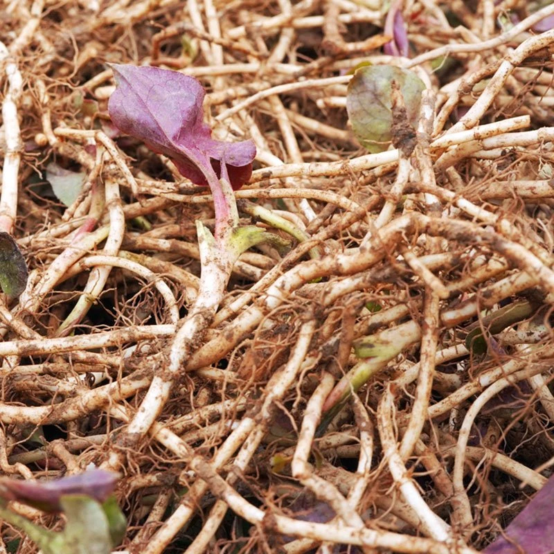 1-5斤 贵州鱼腥草新鲜折耳根现挖不洗农家荒山种植人工挑选嫩根