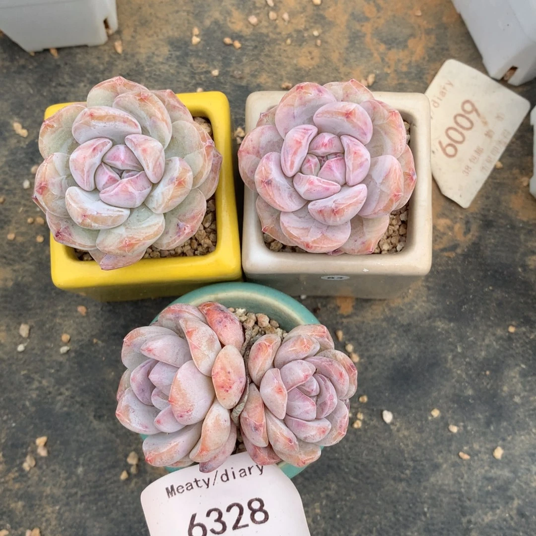 6328三颗星影带盆包邮