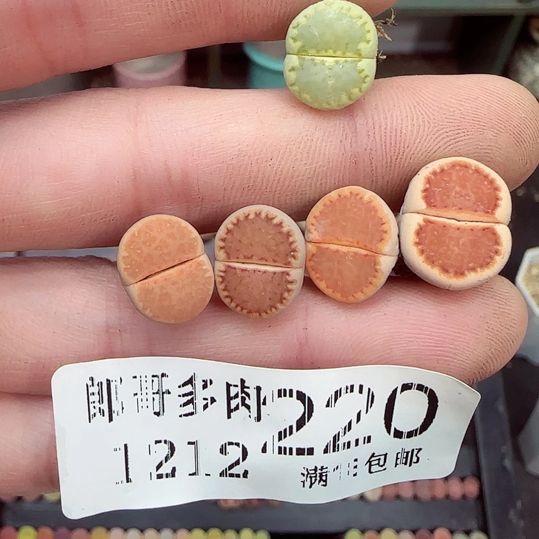 蓝***乐满满18包邮1212-220
