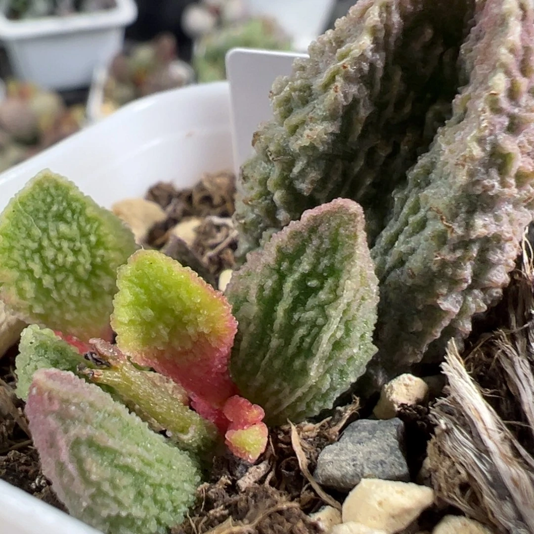 w渐变色冰晶颗粒款实生新品