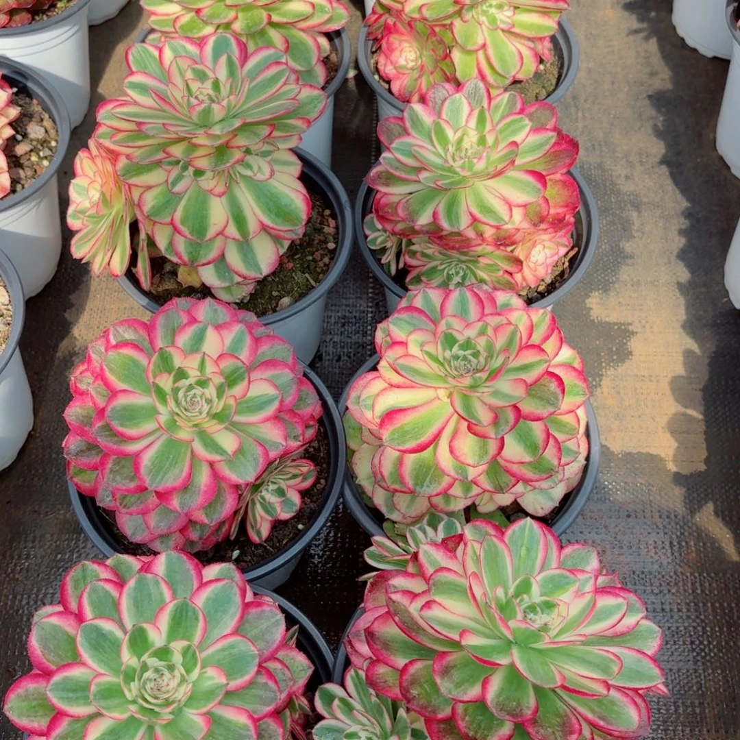 180荔枝单头带仔多肉法师量拍