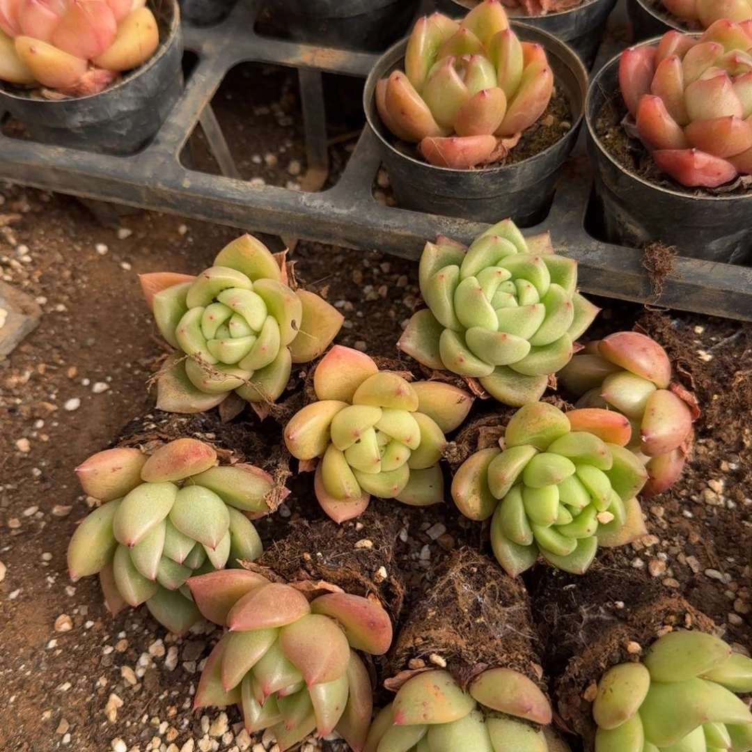 22-40中门左一冰玉东云十棵量拍