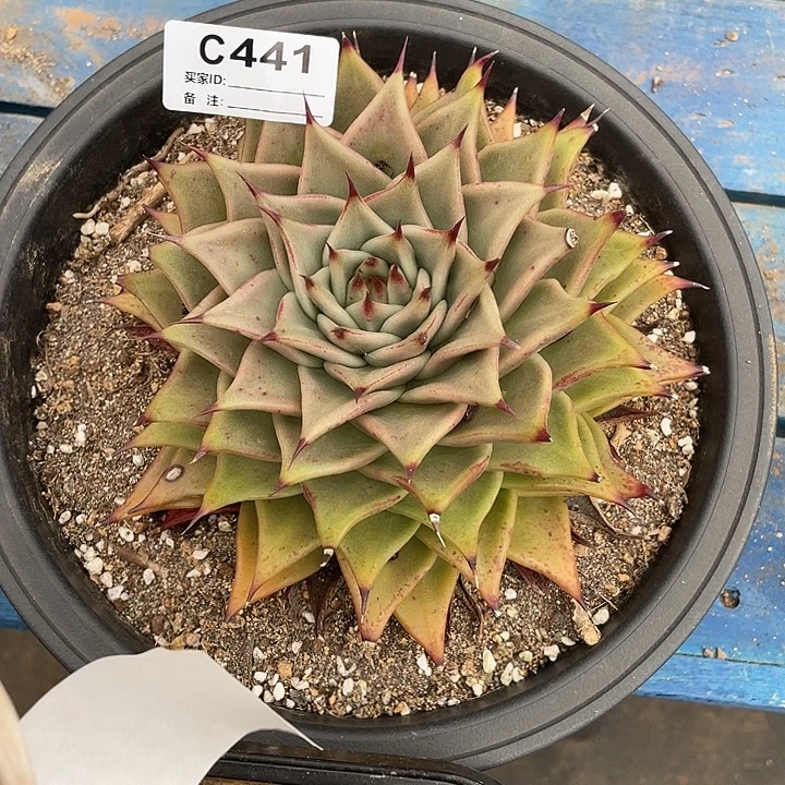 若如东云单拍C441