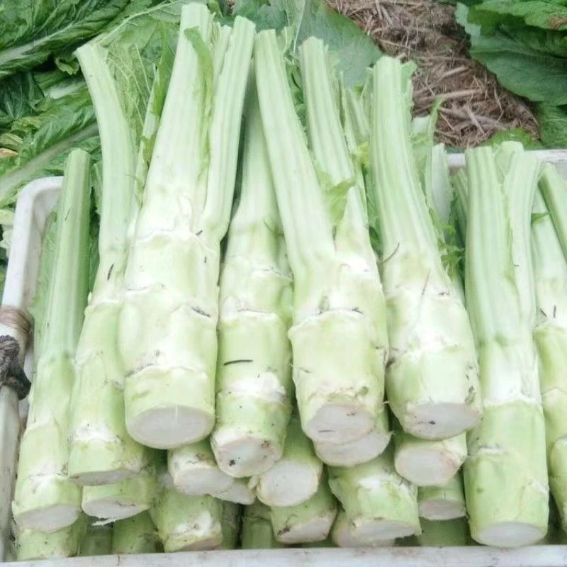 四川农家新鲜棒棒菜头蔬菜芥菜大叶青菜脑壳大头青菜菜苔泡菜原