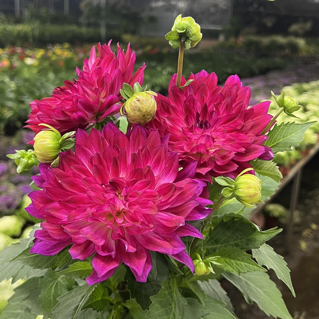 酒红宝石丽花盆栽 大花型花卉四季开花阳台庭院观花植物 大丽花