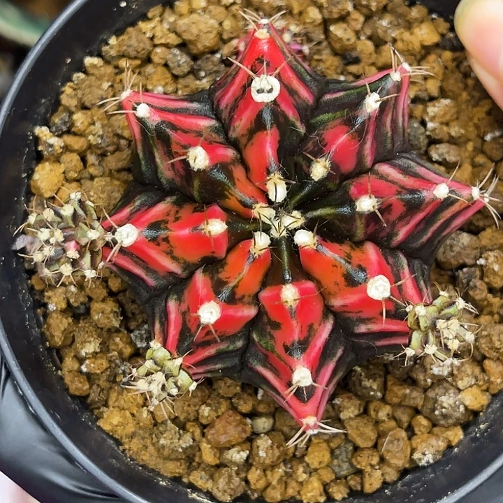 黑武士 一物一拍。