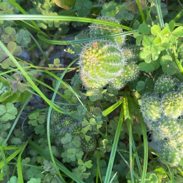 矮胖白檀1130侧芽一个