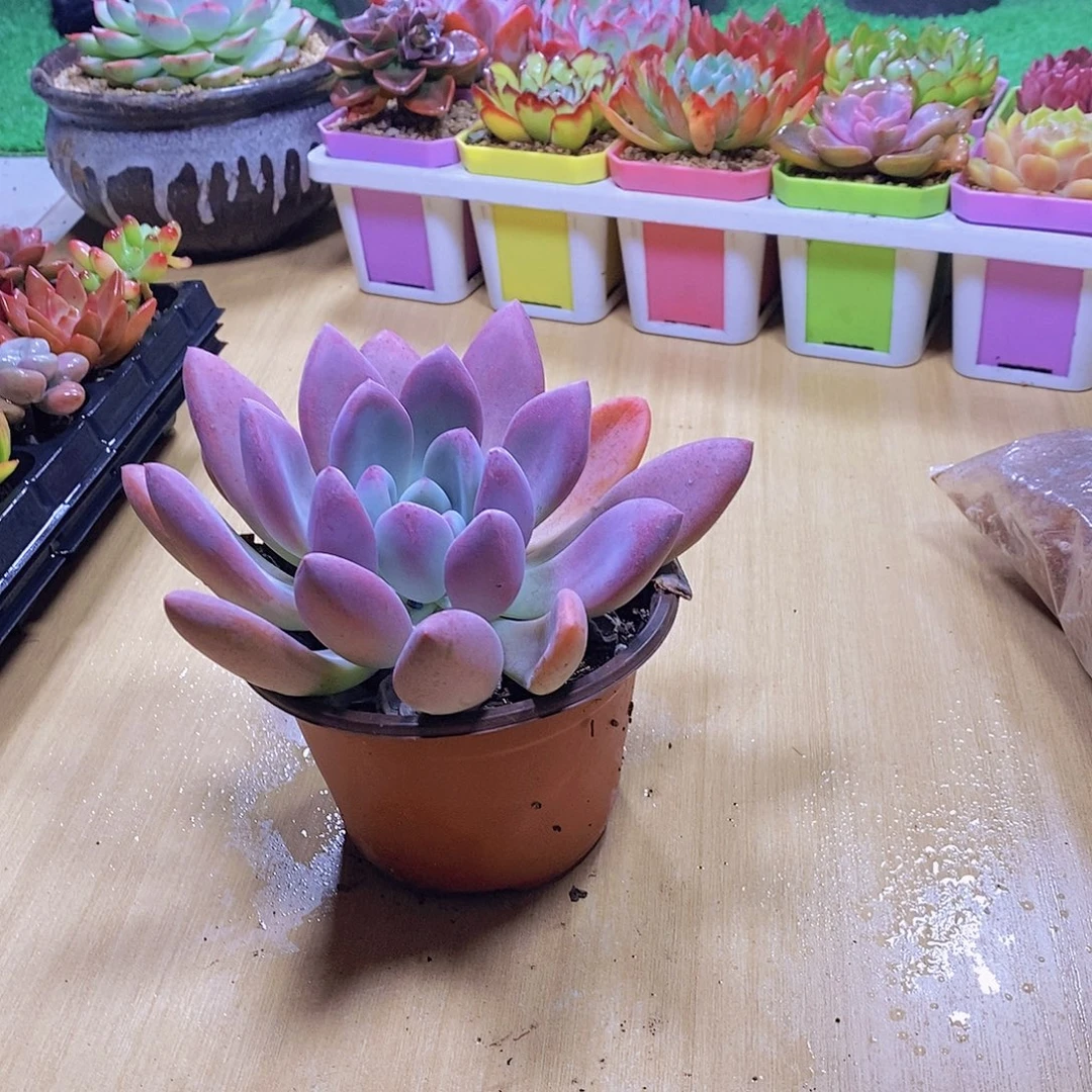 无花朵多肉植物奥普琳娜120