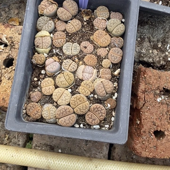 Y**i生石花等植物881