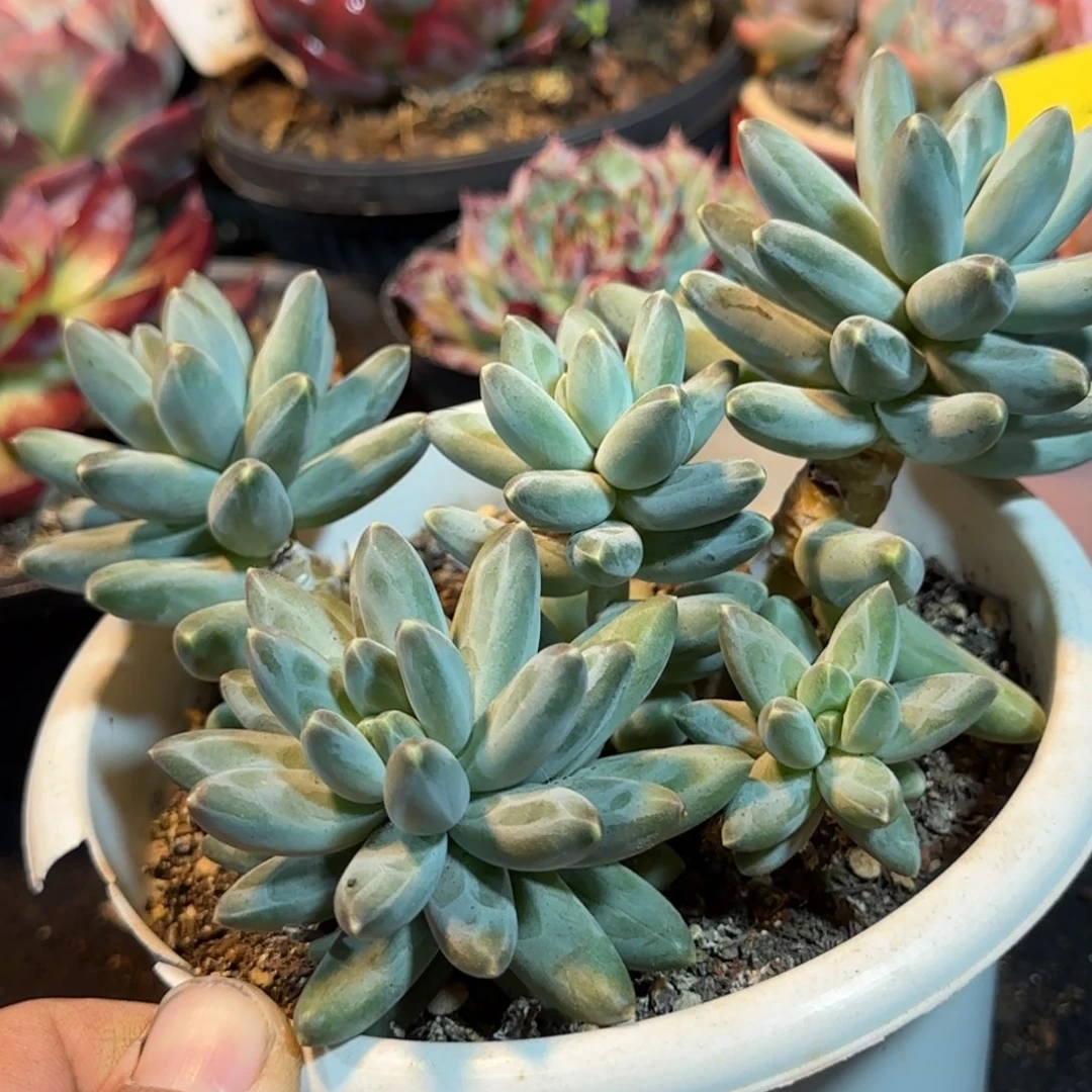 伊卡鲁斯物一拍包装收缩花旱