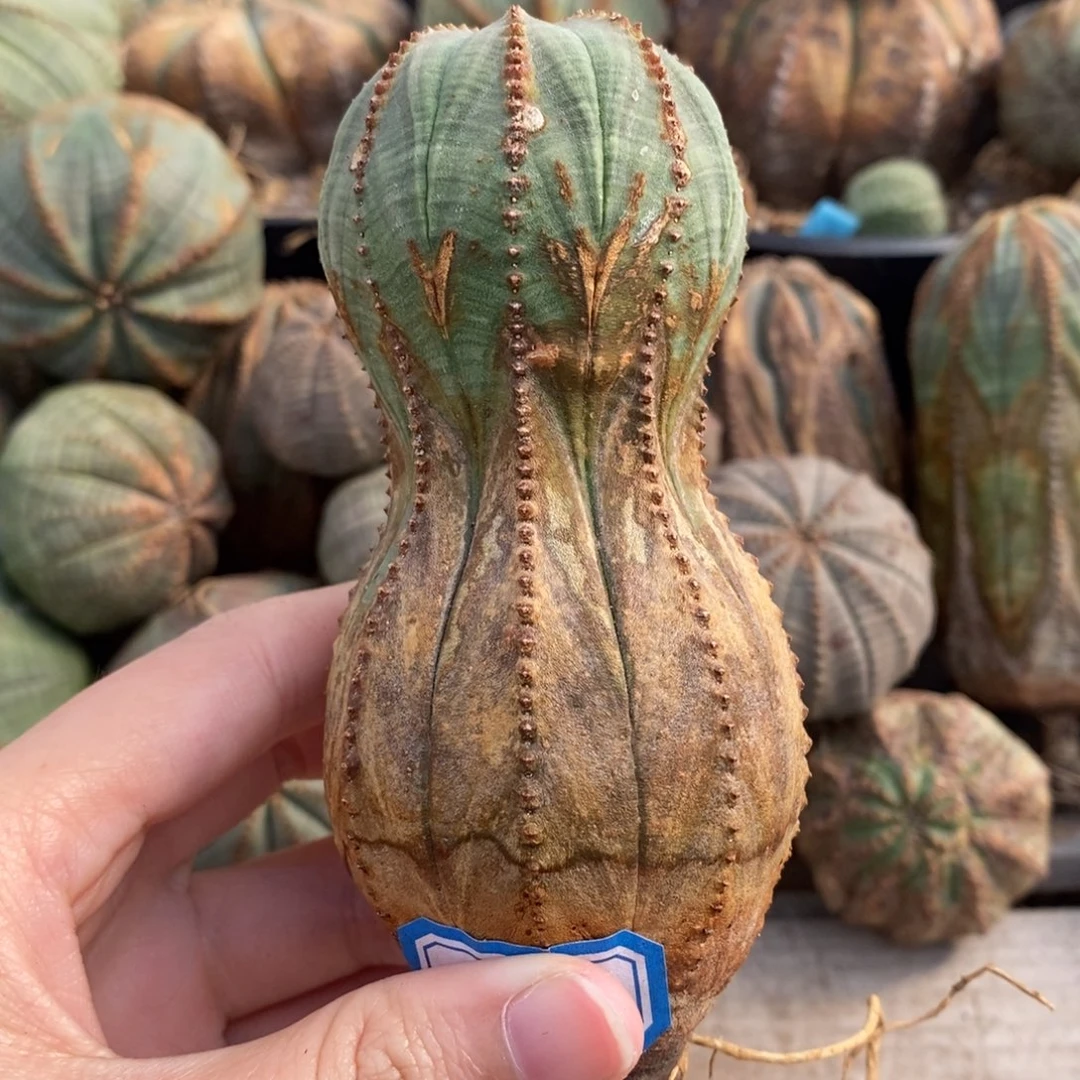 5布纹球精品一物一拍