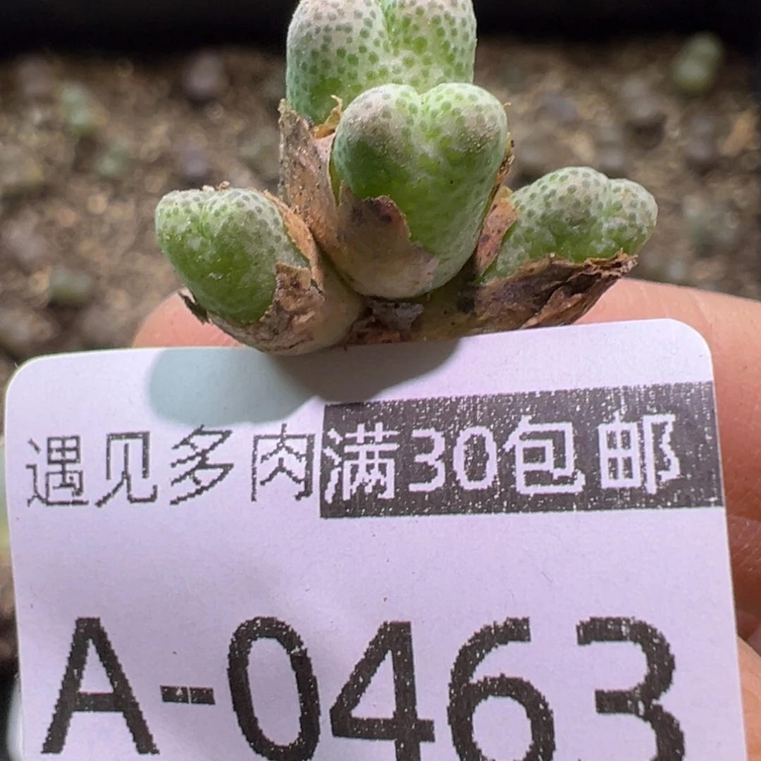 多肉植物111111111111