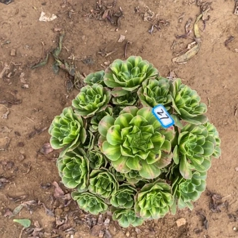 翡翠琉璃一物一拍