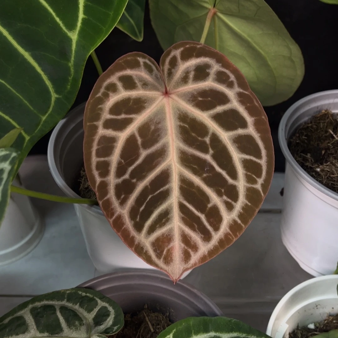 无花朵银虎杂红水晶384