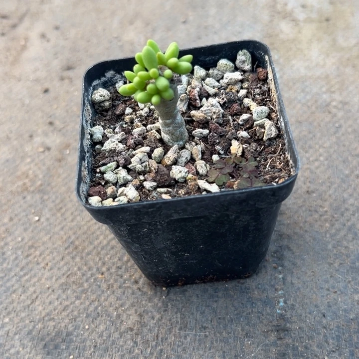 实生诱惑，一物一拍，