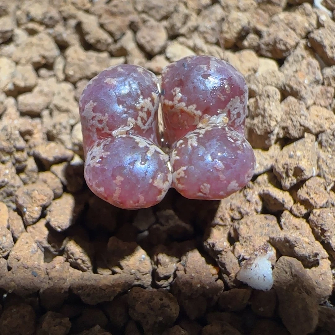 肉锥多肉植物组合-3km勋章1069
