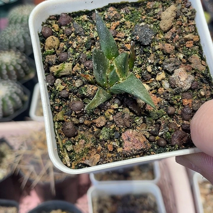 实生龙牙牡丹仙人球一颗