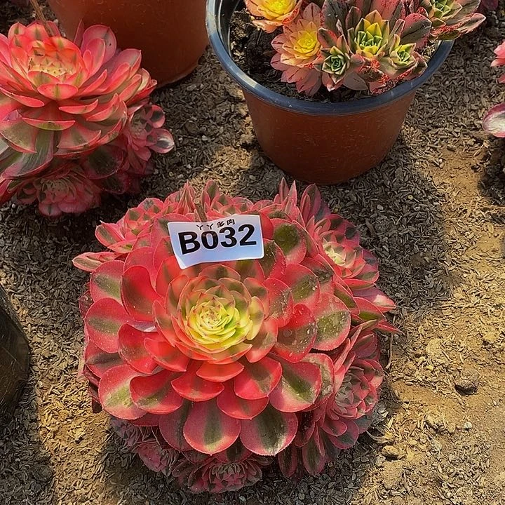 嫩桩法师荔枝032