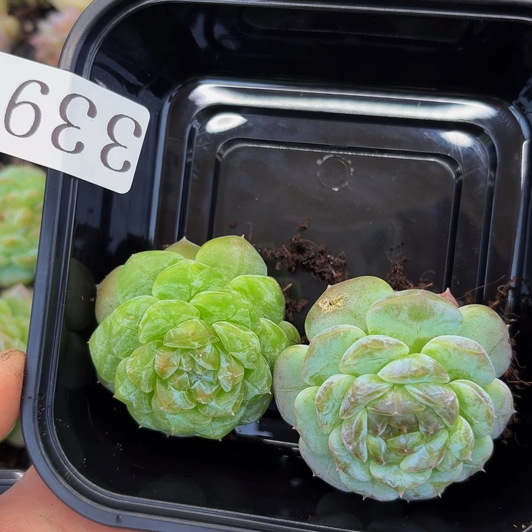 多肉植物多肉植物339