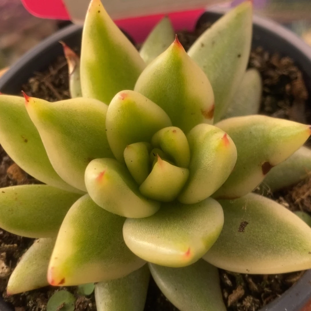 635东云杂锦锦锦锦锦锦锦