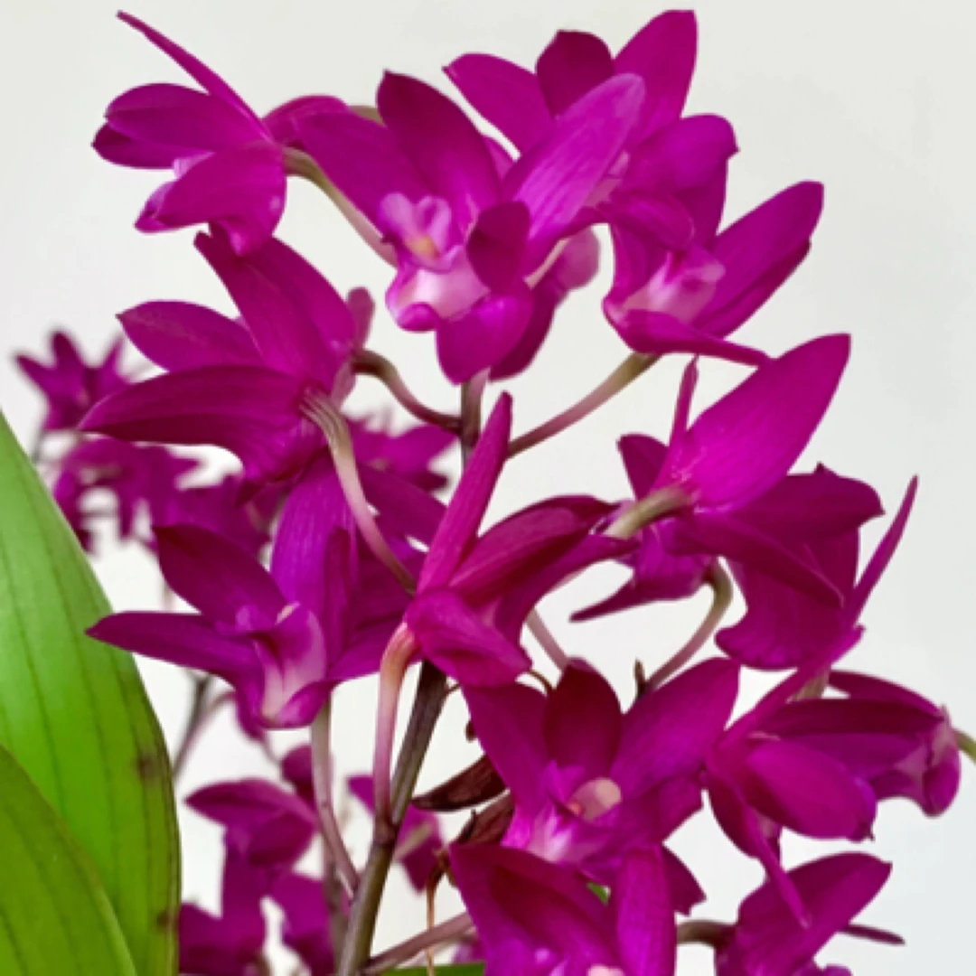 澳洲香水石斛春石斛石斛兰花盆栽阳台花卉香味易养