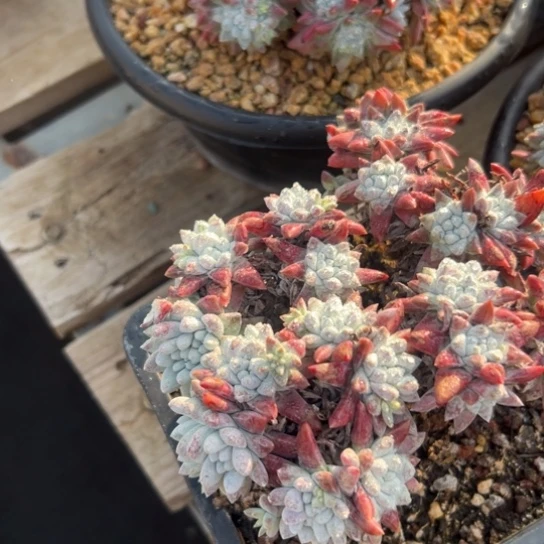 陆****?谢谢哥～一物一拍7792