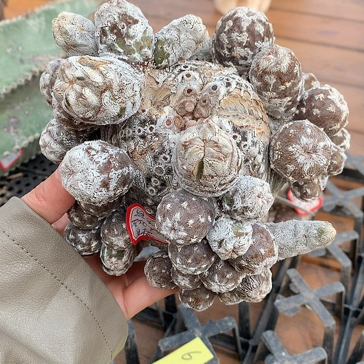 109恩冢群石化16公分6666666