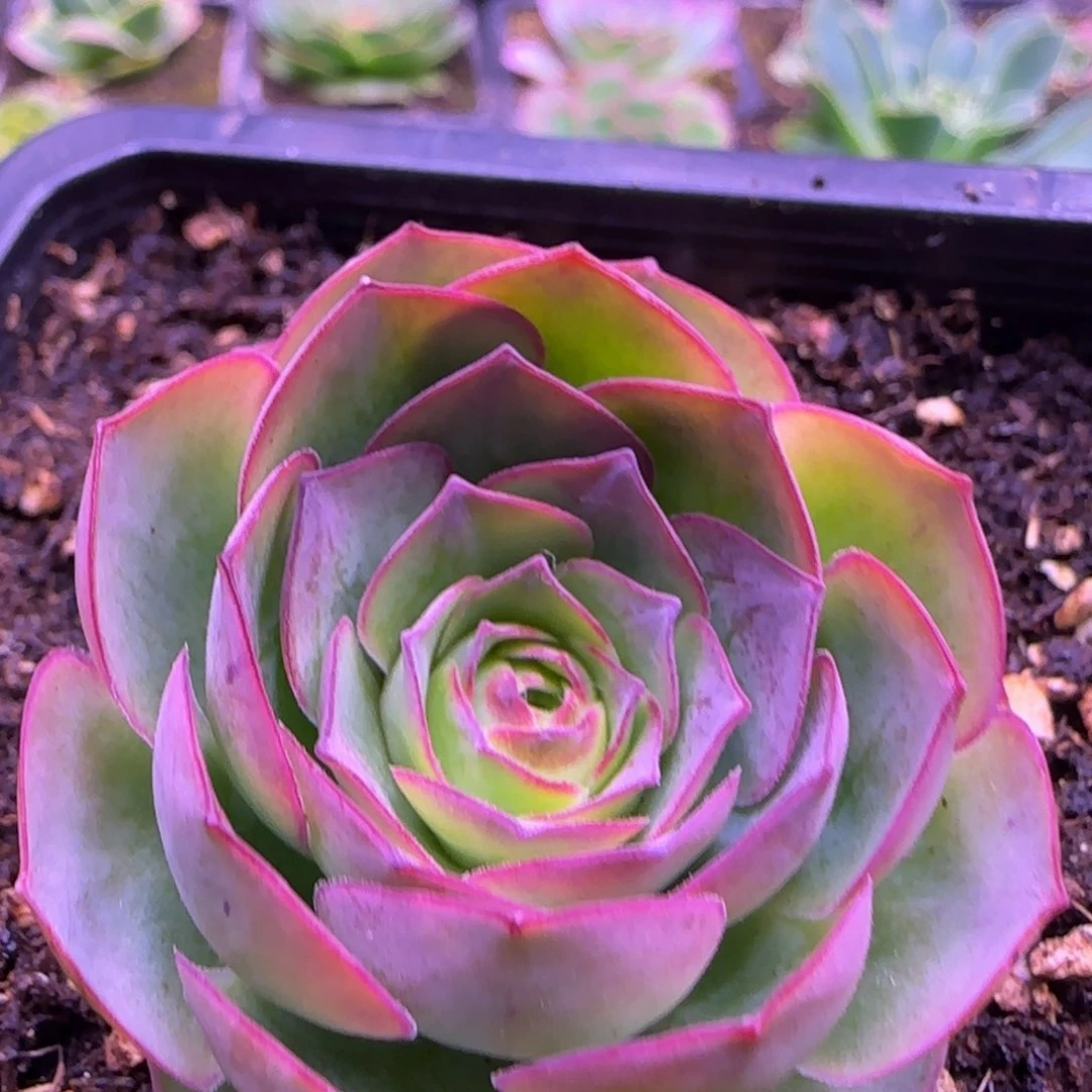 4厘米米奇头玫瑰1242437343