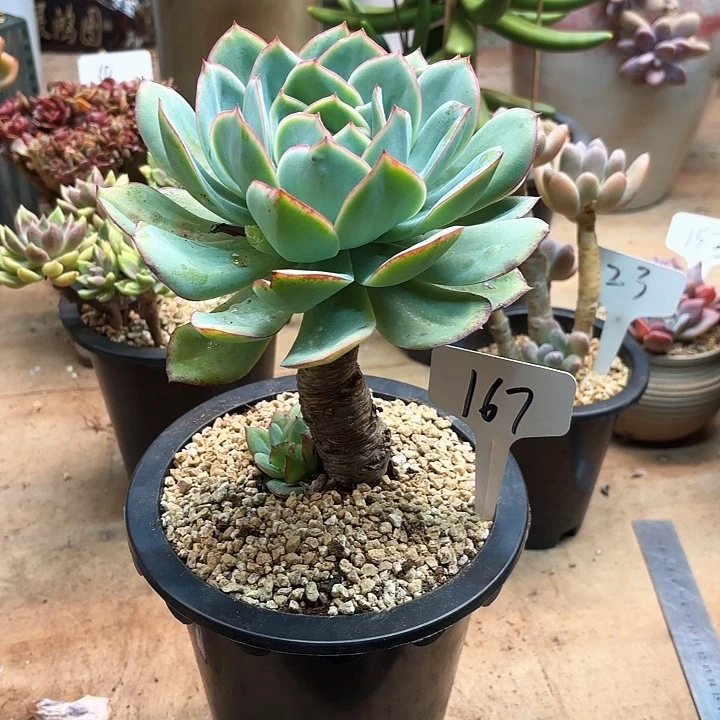 多肉植物，晨露167号