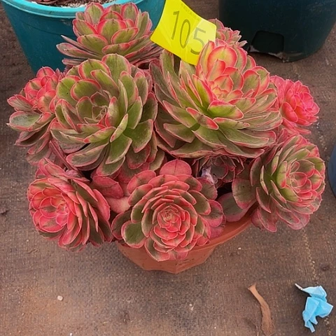 105海神多肉植物多肉