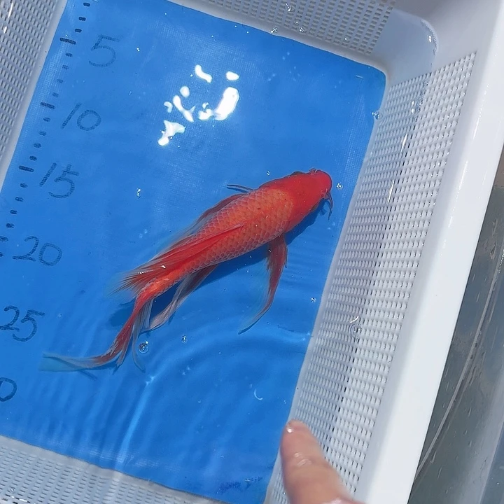 锦鲤锦鲤包邮包售后