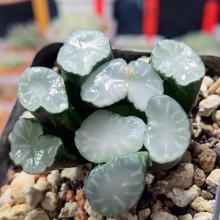 十二卷多肉盐湖城