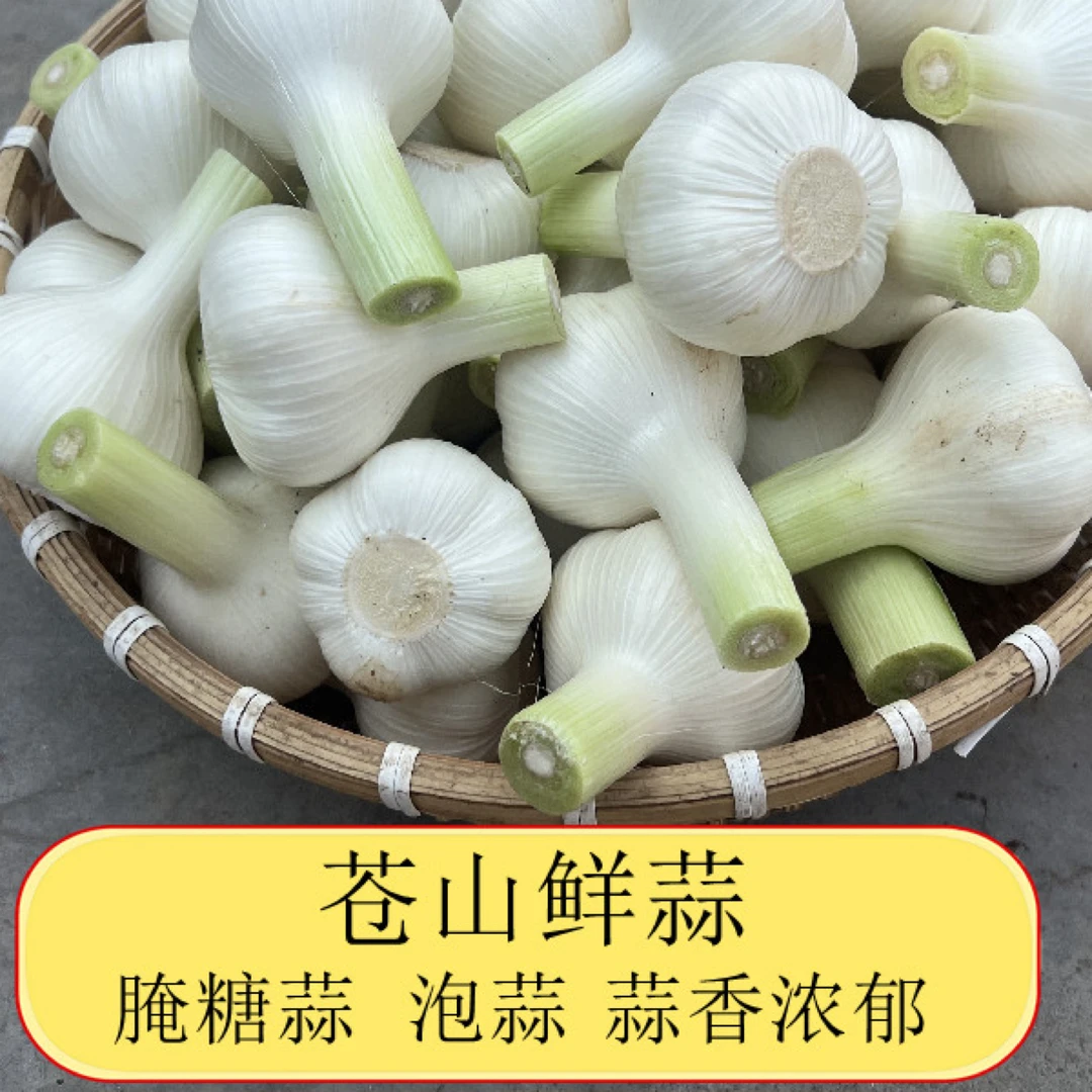 2025年鲜蒜山东苍山大蒜白皮鲜蒜湿蒜嫩蒜可腌糖蒜现挖现发3斤5斤