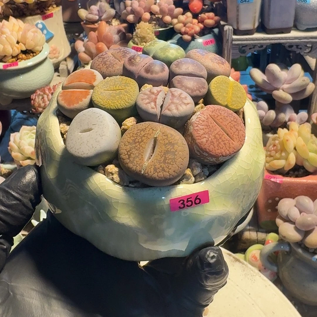 玲***儿一物一拍编号356