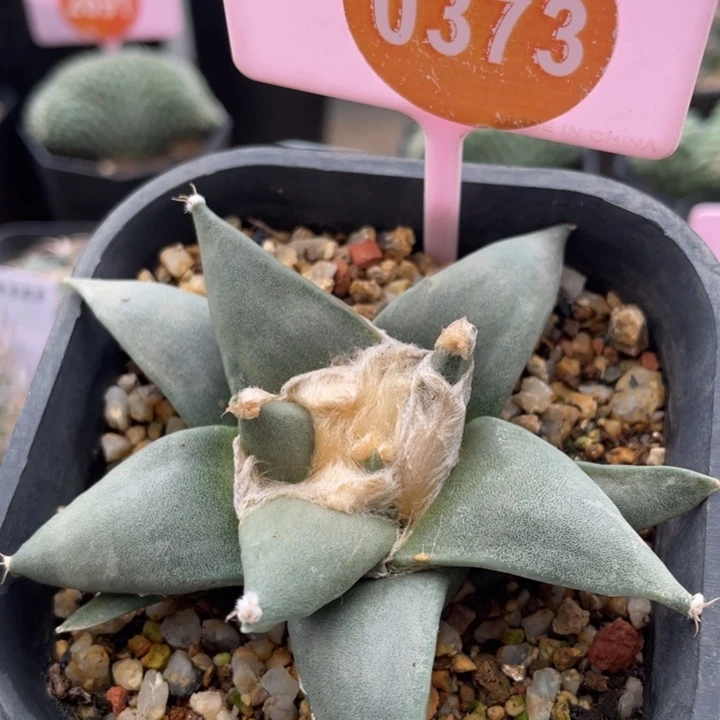 实生岩牡丹一棵03730373