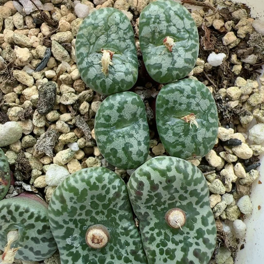 【闪购商品】227 福利