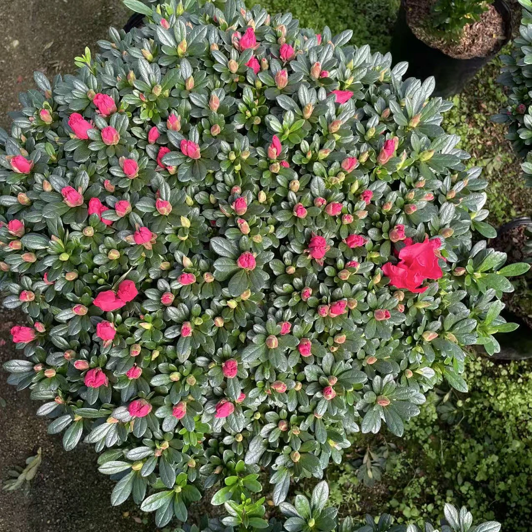 红色比利时带花苞杜鹃花盆栽四季开花室内外好养易活花