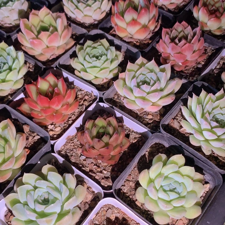 女王麦秆杂10棵发货