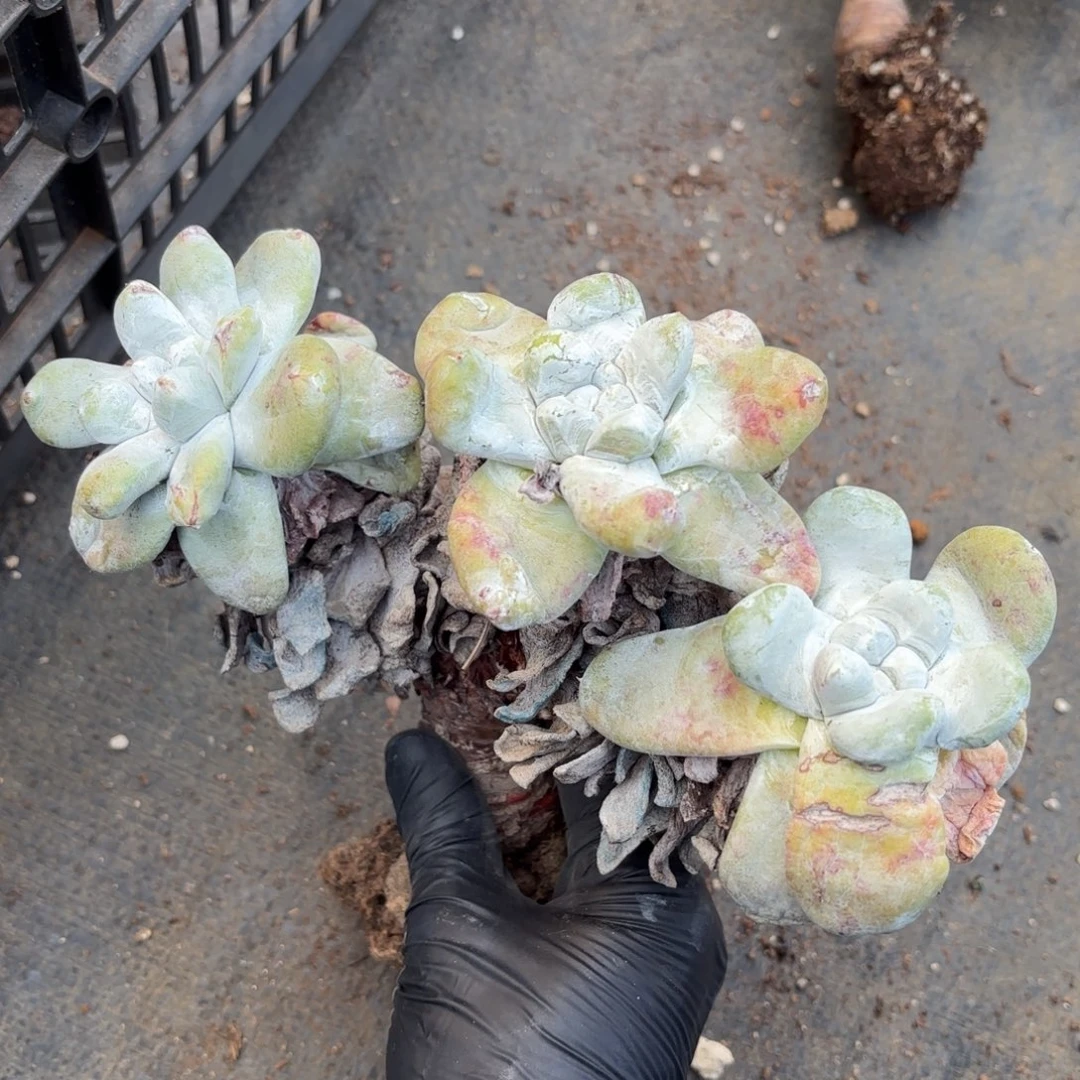 拇指，仙女杯多肉。