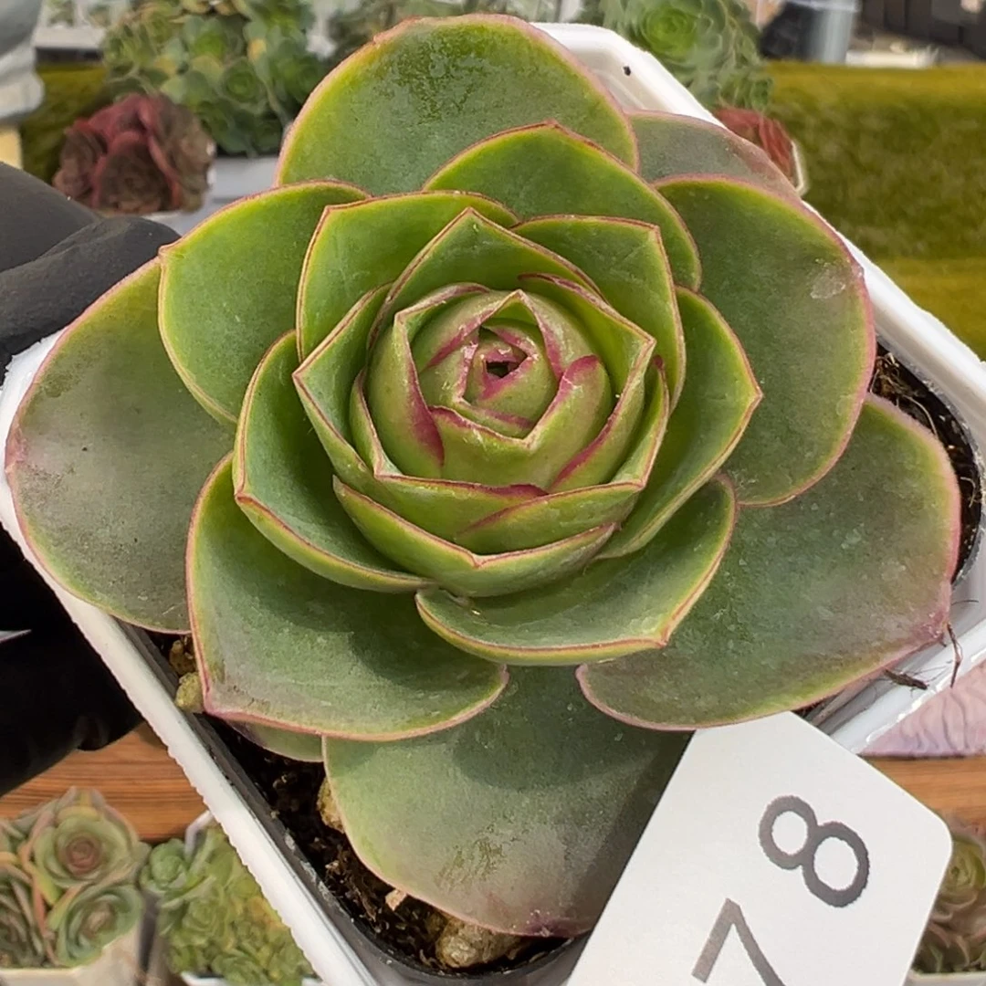 278若桃艳红花边6厘米