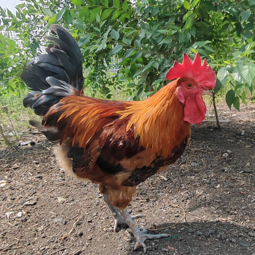 纯东北散养散放溜达鸡老母鸡土鸡一鸡一拍现场抓现场宰杀大公鸡