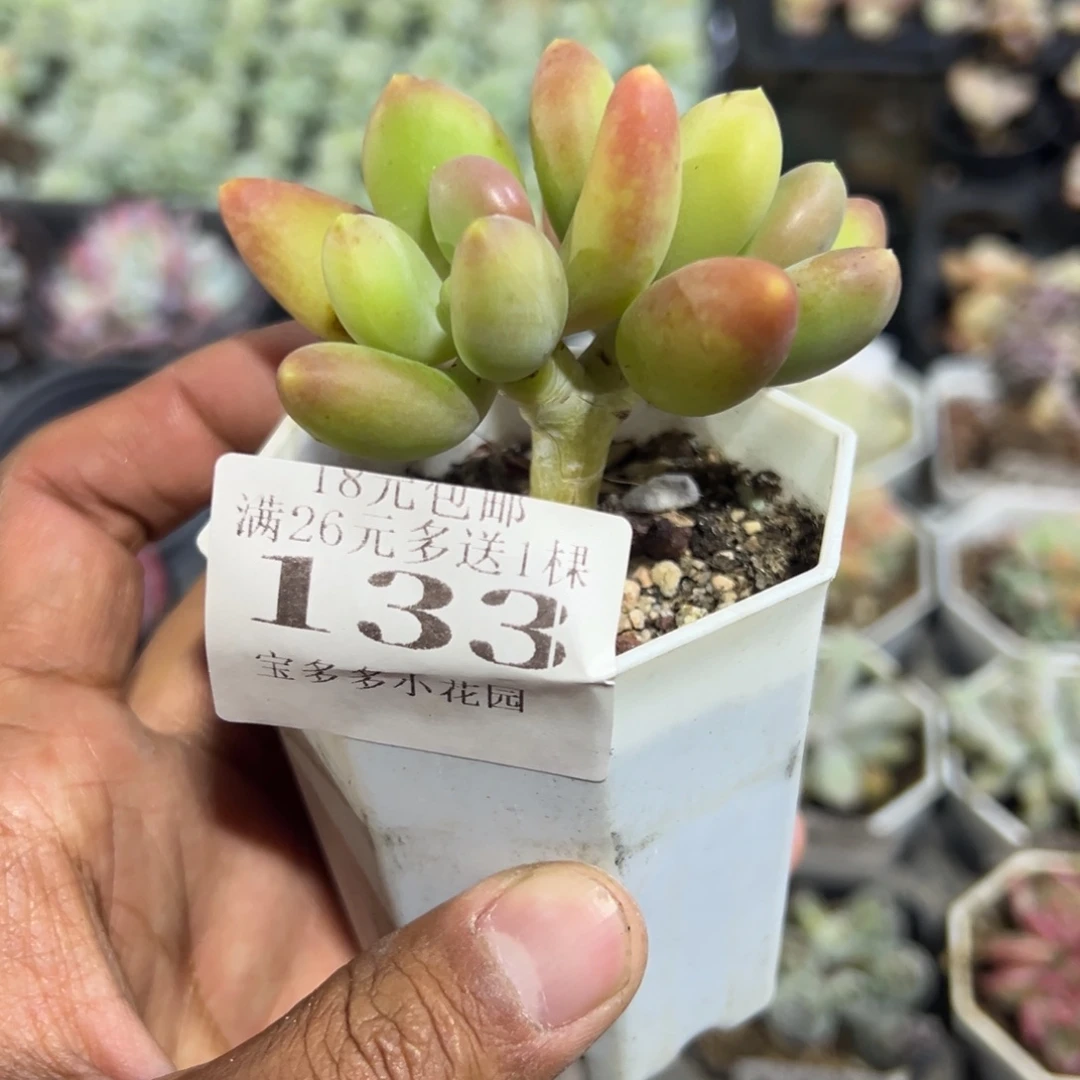 133号双头芒果奶酪一物一拍满18包邮