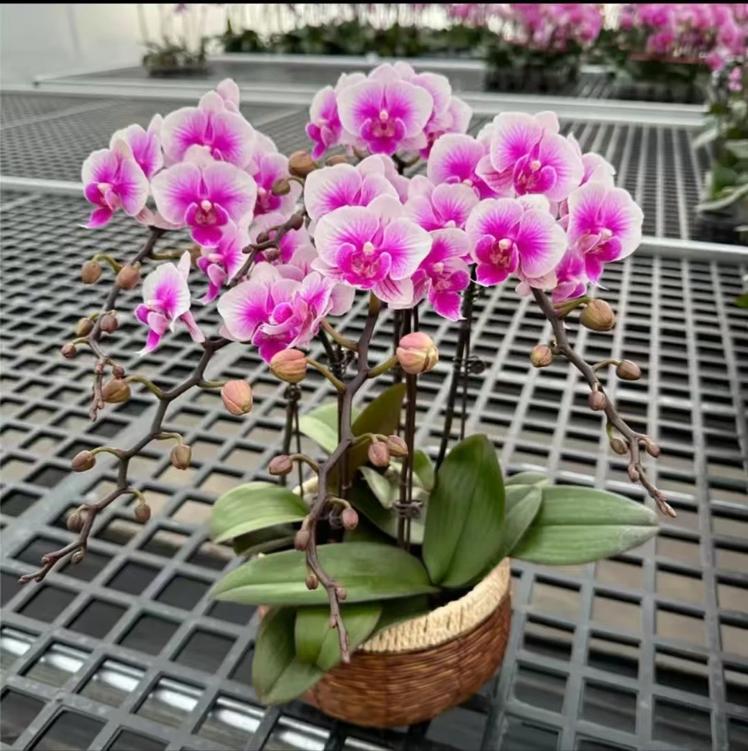 可爱多蝴蝶兰  渐变桌面花卉 带花带苞发货