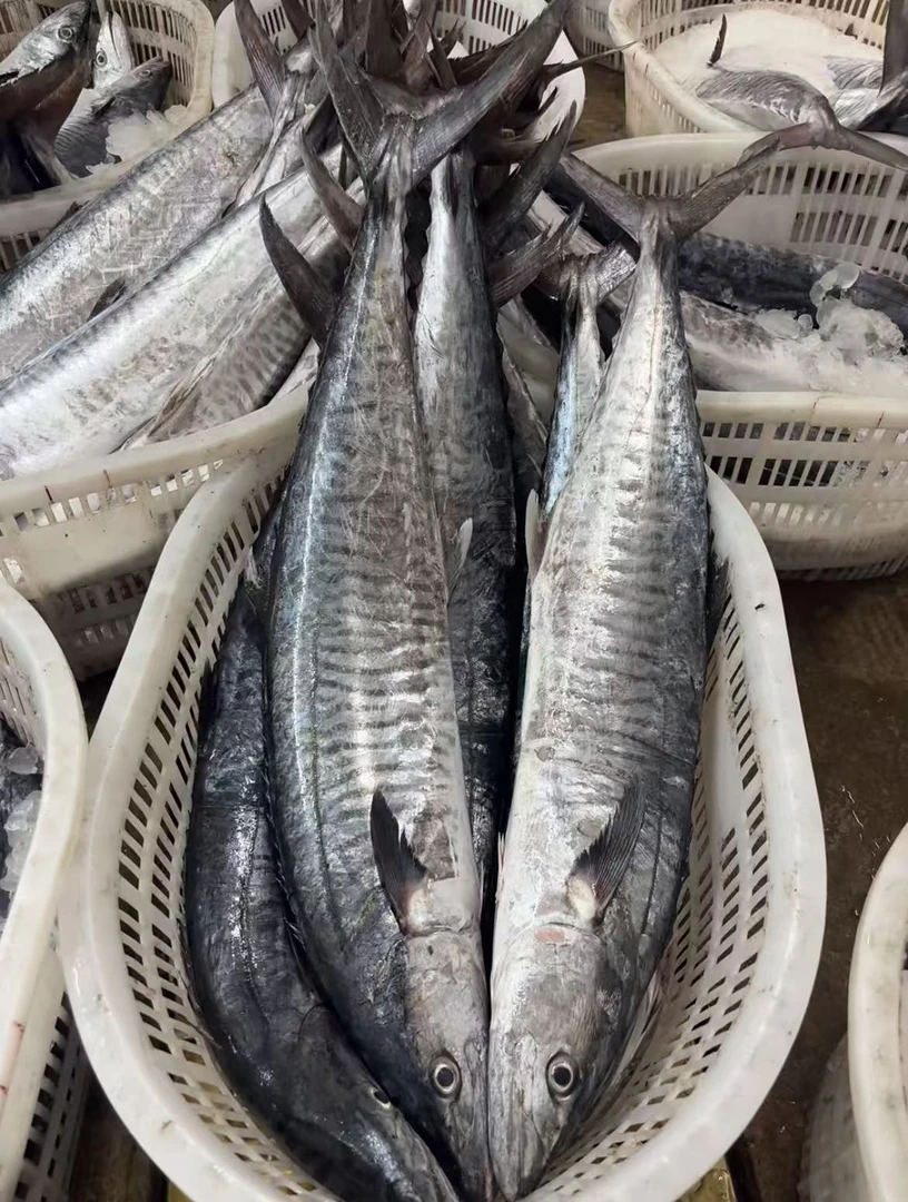 【康氏马鲛鱼】海南鲜口鲜活切片 (3斤起拍）