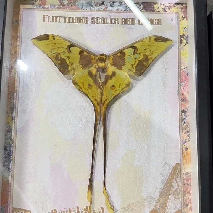 大尾大蚕蛾带框的话